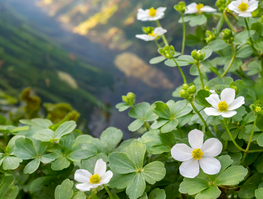 Bacopa Monnieri, la planta de la medicina tradicional india que favorece a tu melena